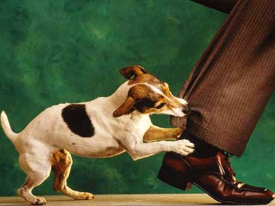 Il cane che morde